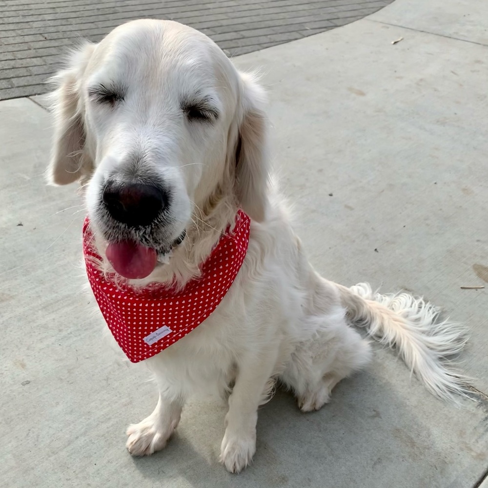 Heart Attack Dog Bandana